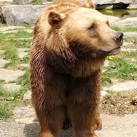 Vakantiestudio Ciney * Chapois